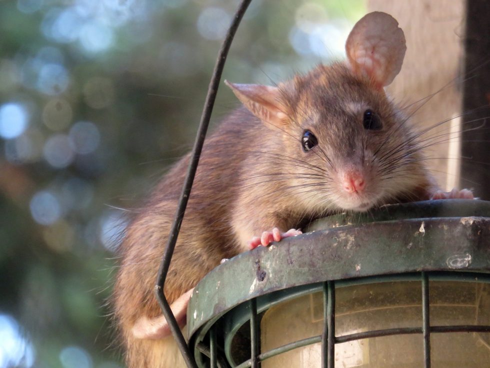 Ungebetener Besuch mit Folgen Werner Grünwald Ratten